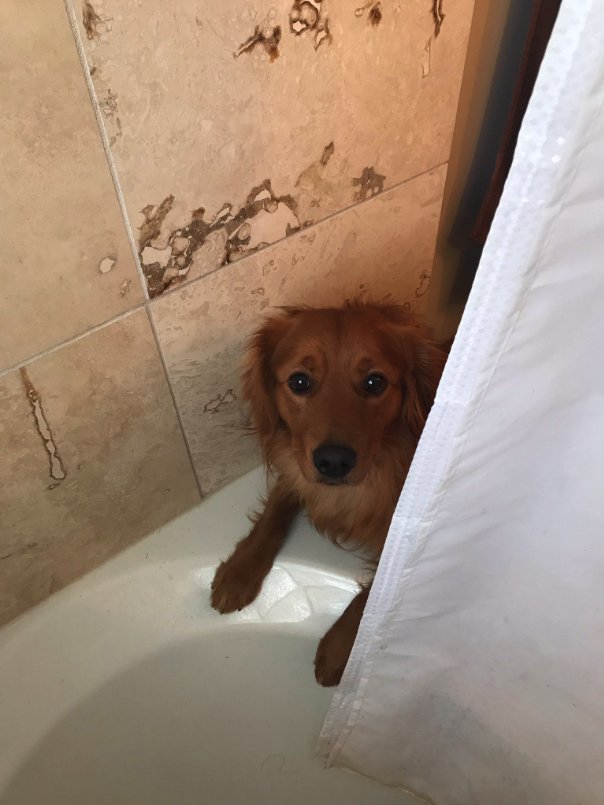 Illustration de l'article : Effrayé à l'idée de prendre un bain, ce chien soutient ses propriétaires quand vient leur tour